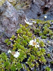 Celmisia bellidioides