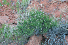 Eriogonum fasciculatum polifolium