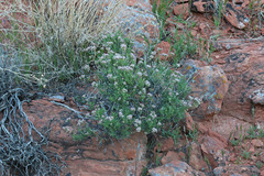 Eriogonum fasciculatum polifolium