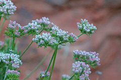 Eriogonum fasciculatum polifolium
