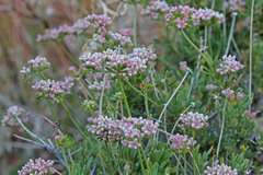 Eriogonum fasciculatum polifolium