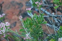 Eriogonum fasciculatum polifolium