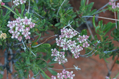 Eriogonum fasciculatum polifolium