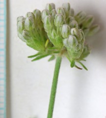Eriogonum fasciculatum polifolium