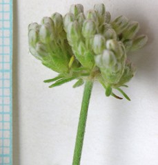 Eriogonum fasciculatum polifolium