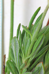 Eriogonum fasciculatum polifolium
