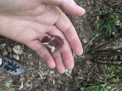 Russula vinaceocuticulata