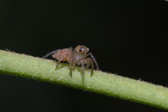 Prostheclina pallida