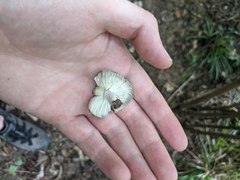 Russula vinaceocuticulata