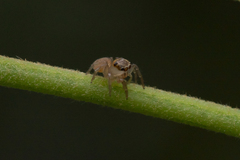 Prostheclina pallida