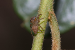 Prostheclina pallida