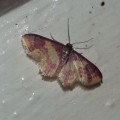 Lophosis labeculata