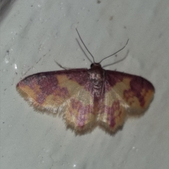 Lophosis labeculata