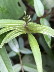 Zanthoxylum ailanthoides ailanthoides