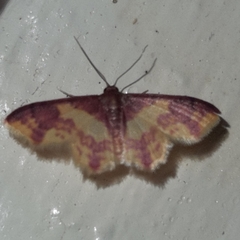 Lophosis labeculata
