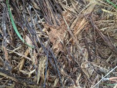 Stolotermes ruficeps