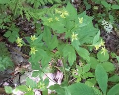 Ranunculus recurvatus