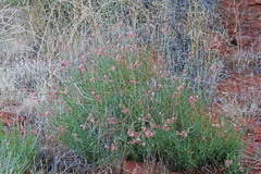 Oenothera suffrutescens