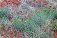 Oenothera suffrutescens