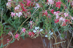 Oenothera suffrutescens