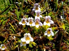 Euphrasia dyeri