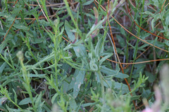 Oenothera suffrutescens