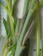 Oenothera suffrutescens