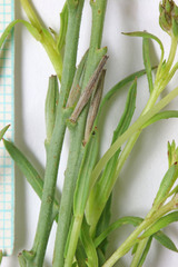 Oenothera suffrutescens