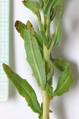 Oenothera suffrutescens