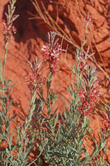 Oenothera suffrutescens