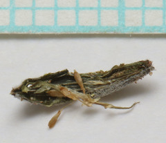 Oenothera suffrutescens