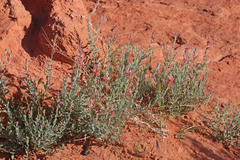 Oenothera suffrutescens