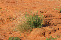 Oenothera suffrutescens