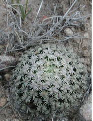 Mammillaria hernandezii