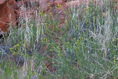 Senecio flaccidus douglasii