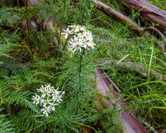 Olearia glandulosa