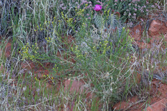 Senecio flaccidus douglasii