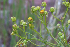 Senecio flaccidus douglasii