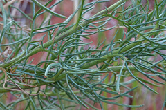 Senecio flaccidus douglasii