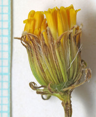 Senecio flaccidus douglasii