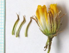 Senecio flaccidus douglasii
