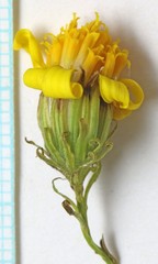 Senecio flaccidus douglasii