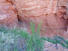 Senecio flaccidus douglasii