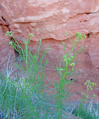 Senecio flaccidus douglasii