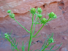 Senecio flaccidus douglasii