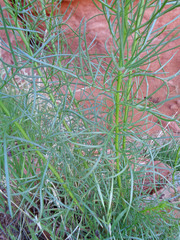Senecio flaccidus douglasii