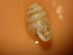 Gastrocopta contracta