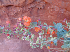 Sphaeralcea parvifolia