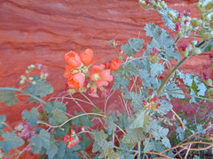 Sphaeralcea parvifolia