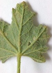 Sphaeralcea parvifolia
